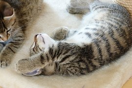 young-cat-995958__180